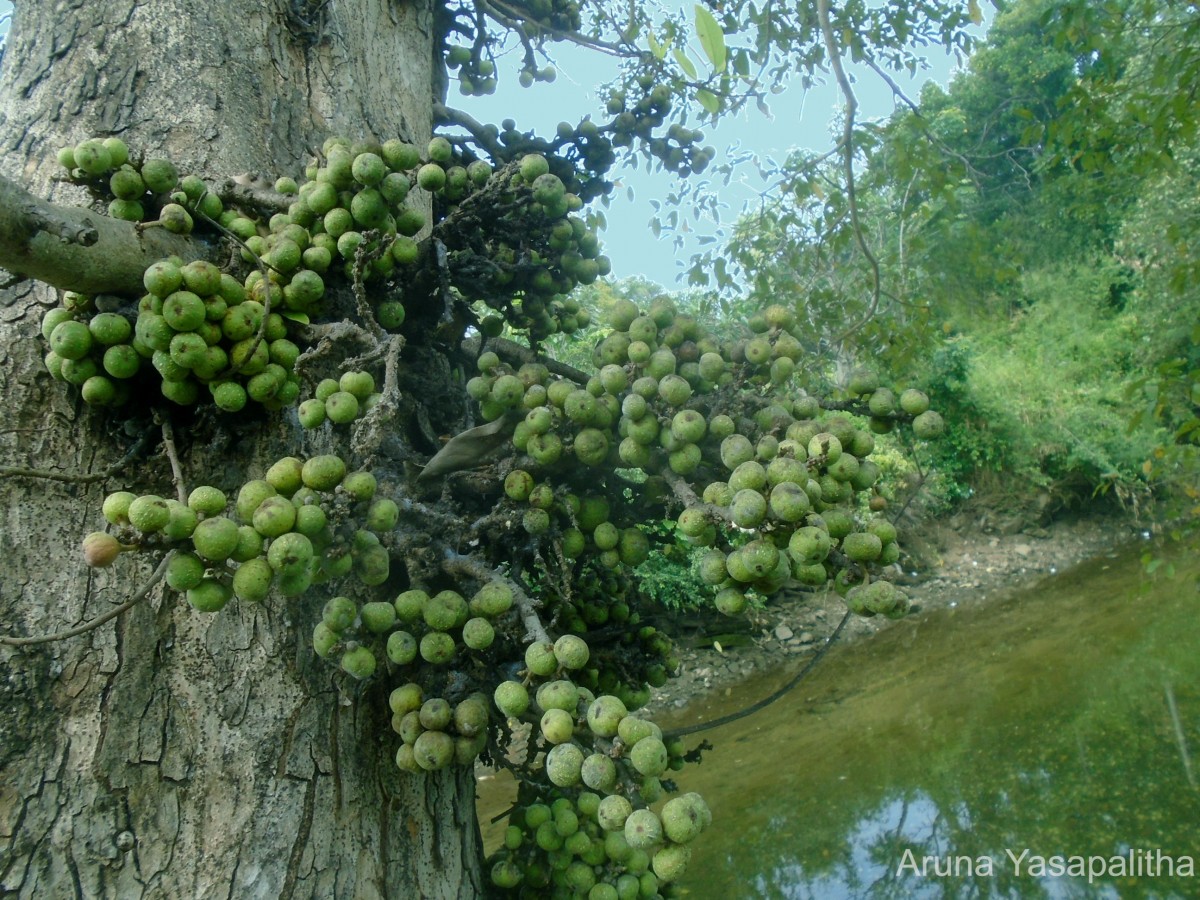 Ficus racemosa L.